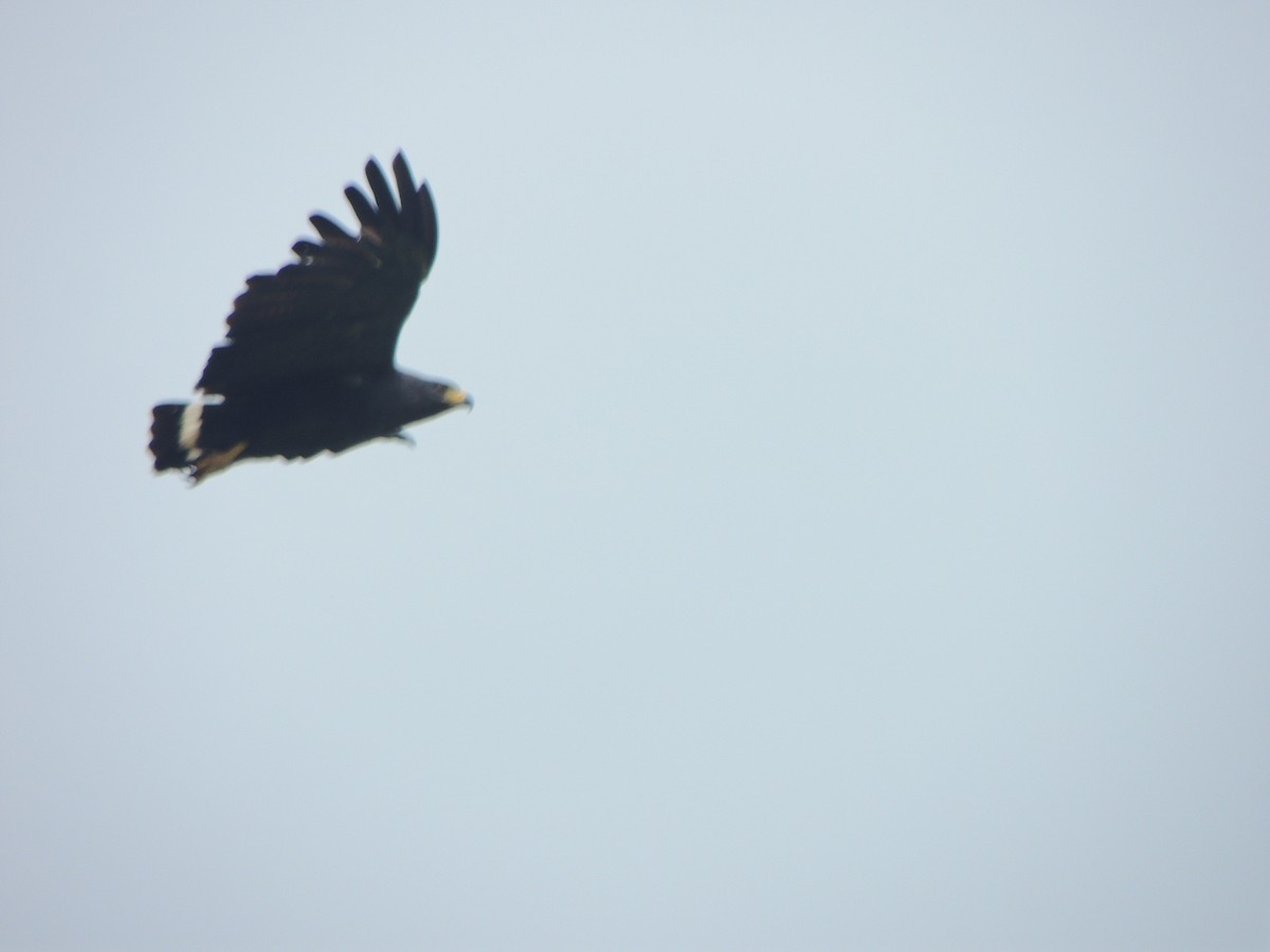 Solitary Eagle - ML70339271