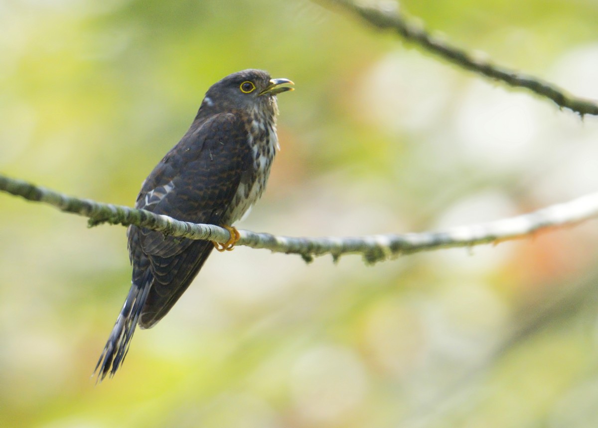 Hodgson's Hawk-Cuckoo - Harish Thangaraj