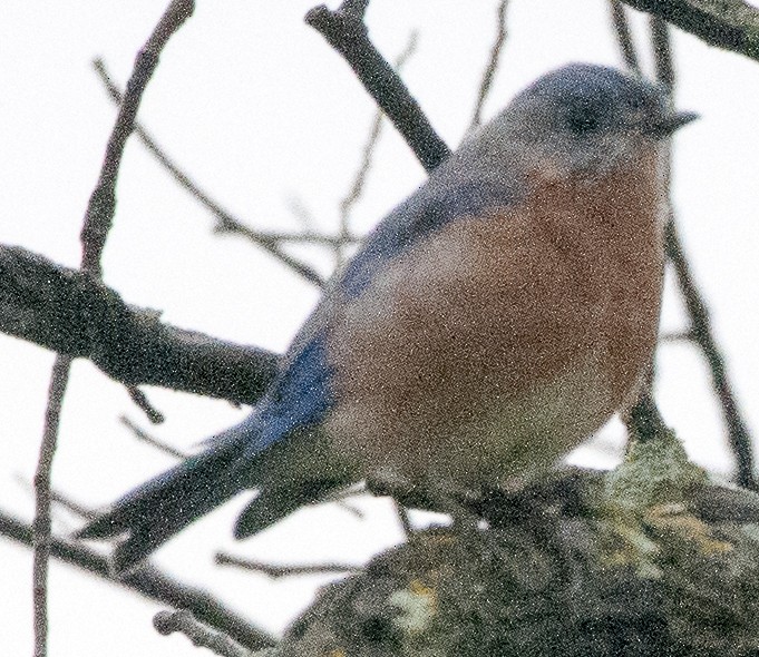 Eastern Bluebird - ML70341841