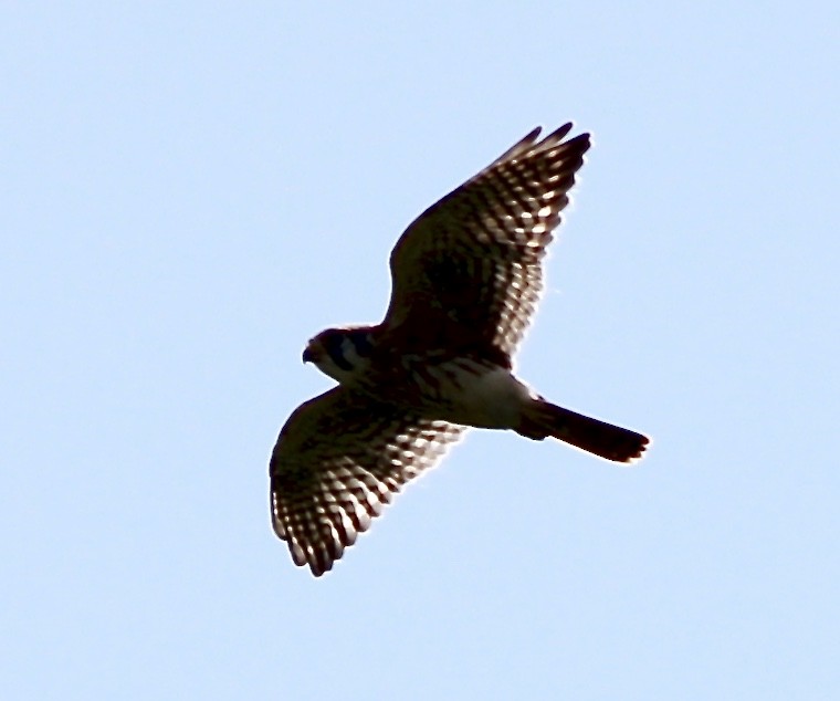 American Kestrel - ML70344031