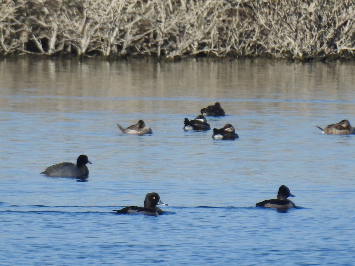 Ring-necked Duck - ML70344441