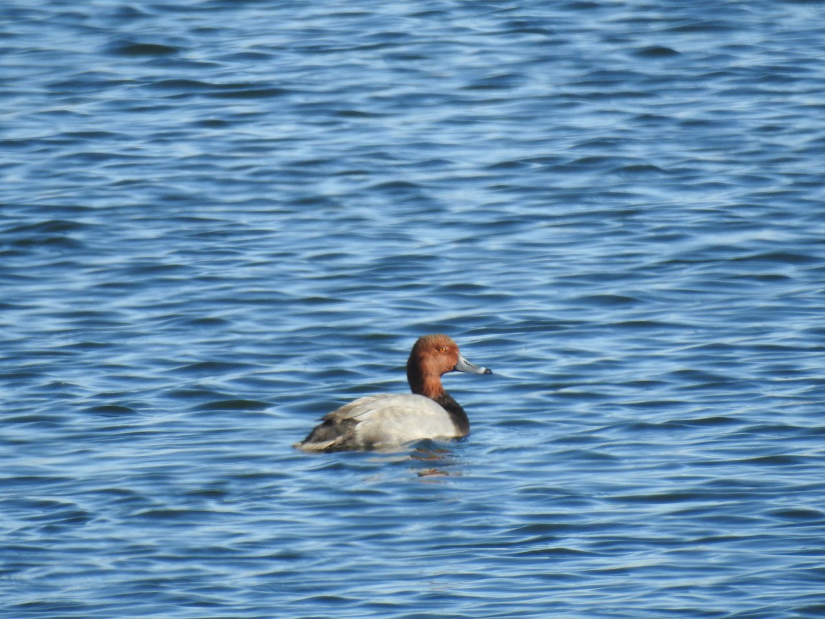 Redhead - ML70344461