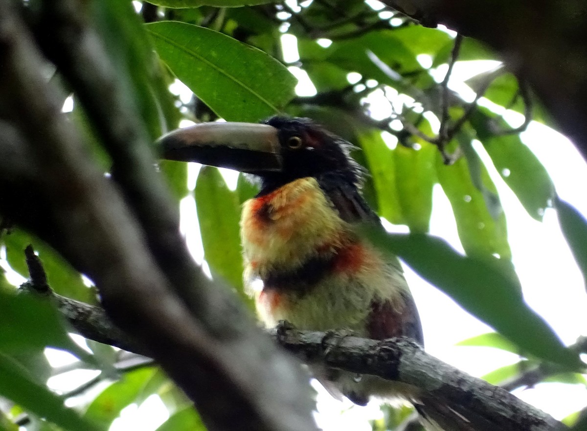 Collared Aracari - Julio Acosta  ES Tour Guide