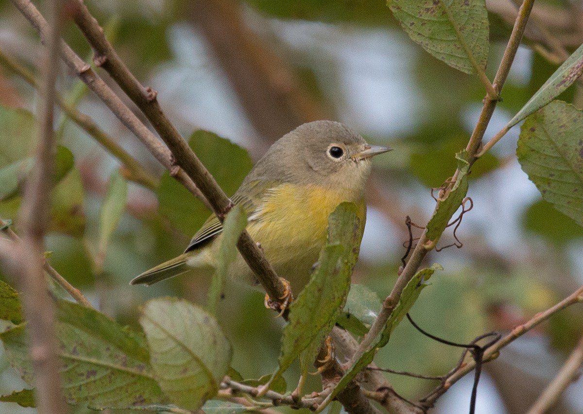 Nashville Warbler - ML70346981