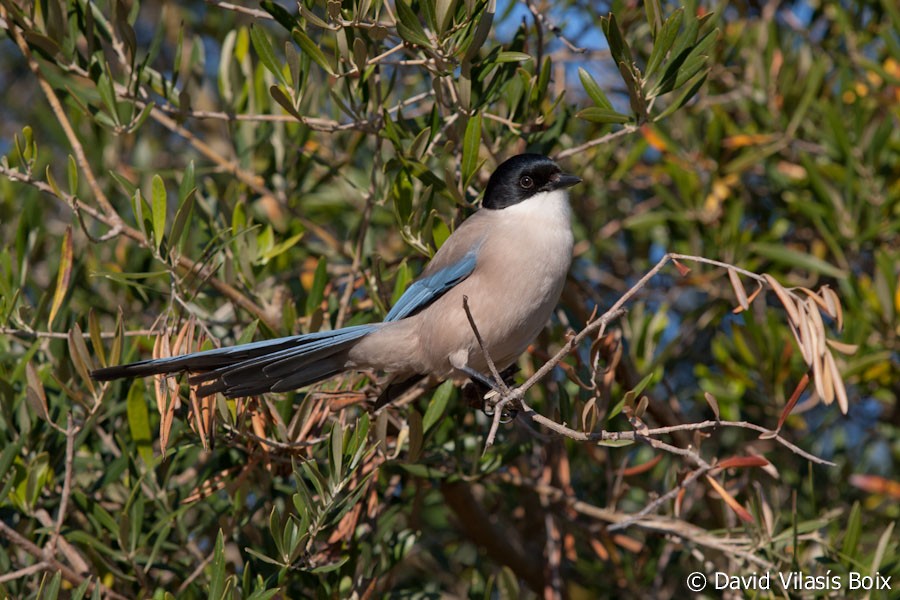 Iberian Magpie - ML703477