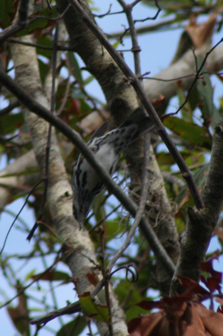 Paruline noir et blanc - ML70348191