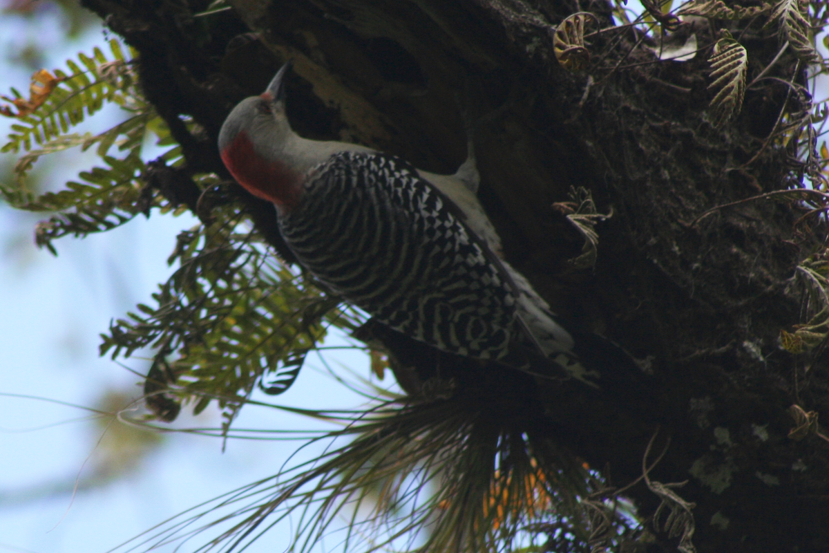 Red-bellied Woodpecker - David Simpson