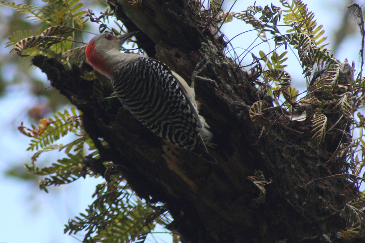 Red-bellied Woodpecker - David Simpson