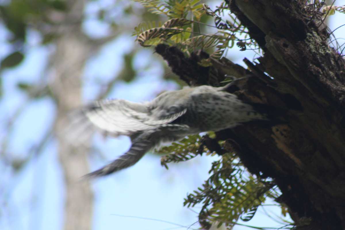 Red-bellied Woodpecker - ML70348241