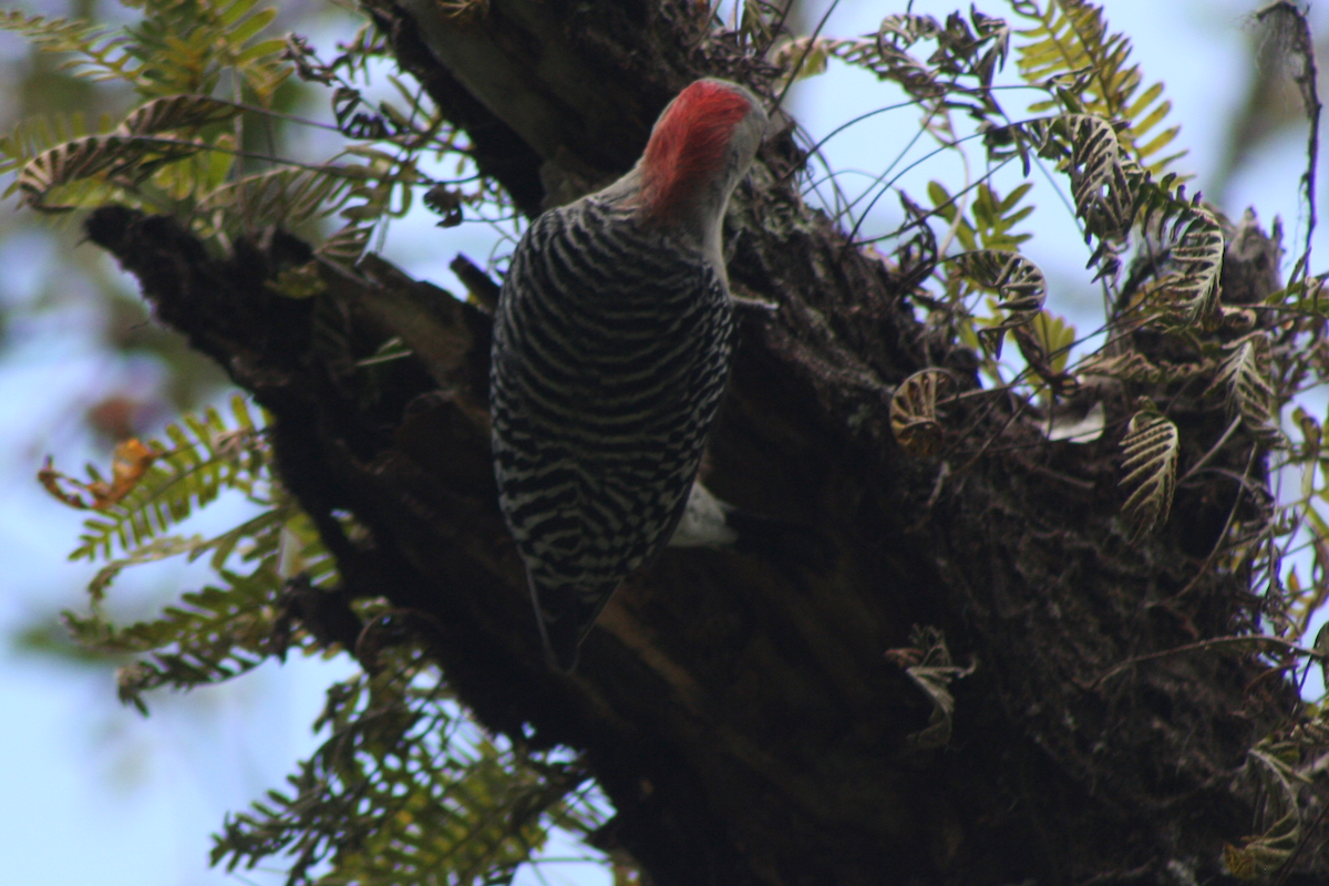 Red-bellied Woodpecker - David Simpson