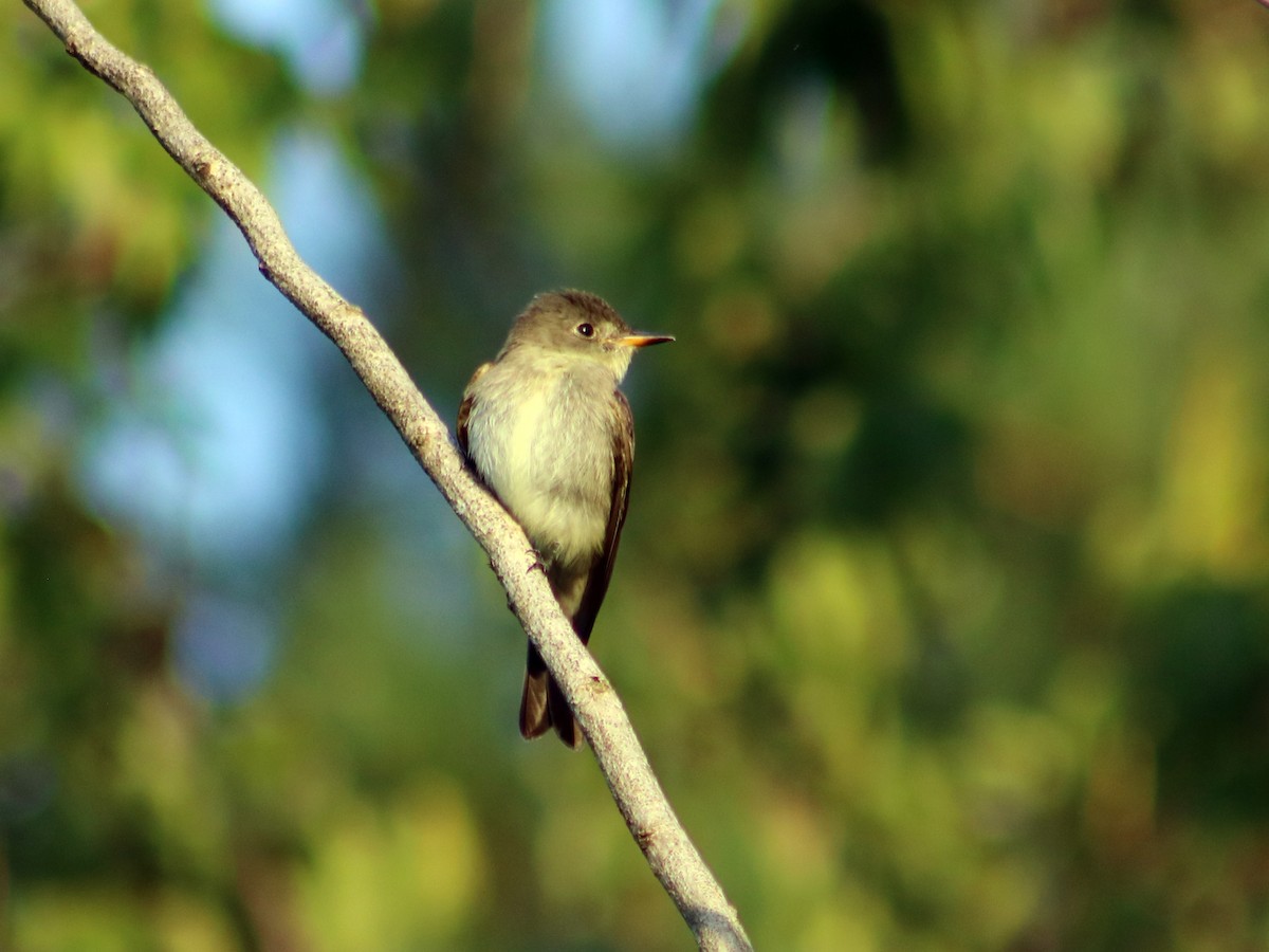 Eastern Wood-Pewee - ML70350011