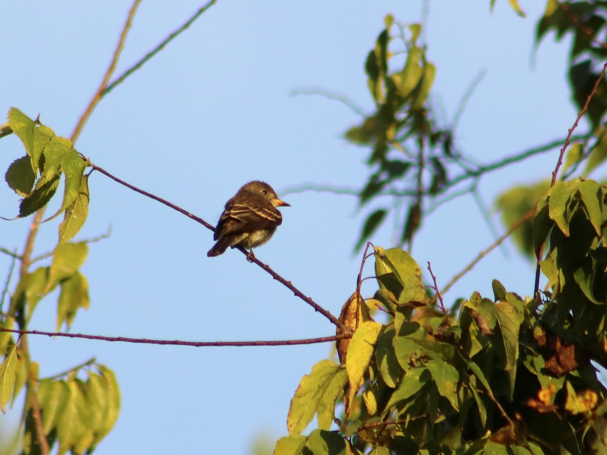 Eastern Wood-Pewee - ML70350021