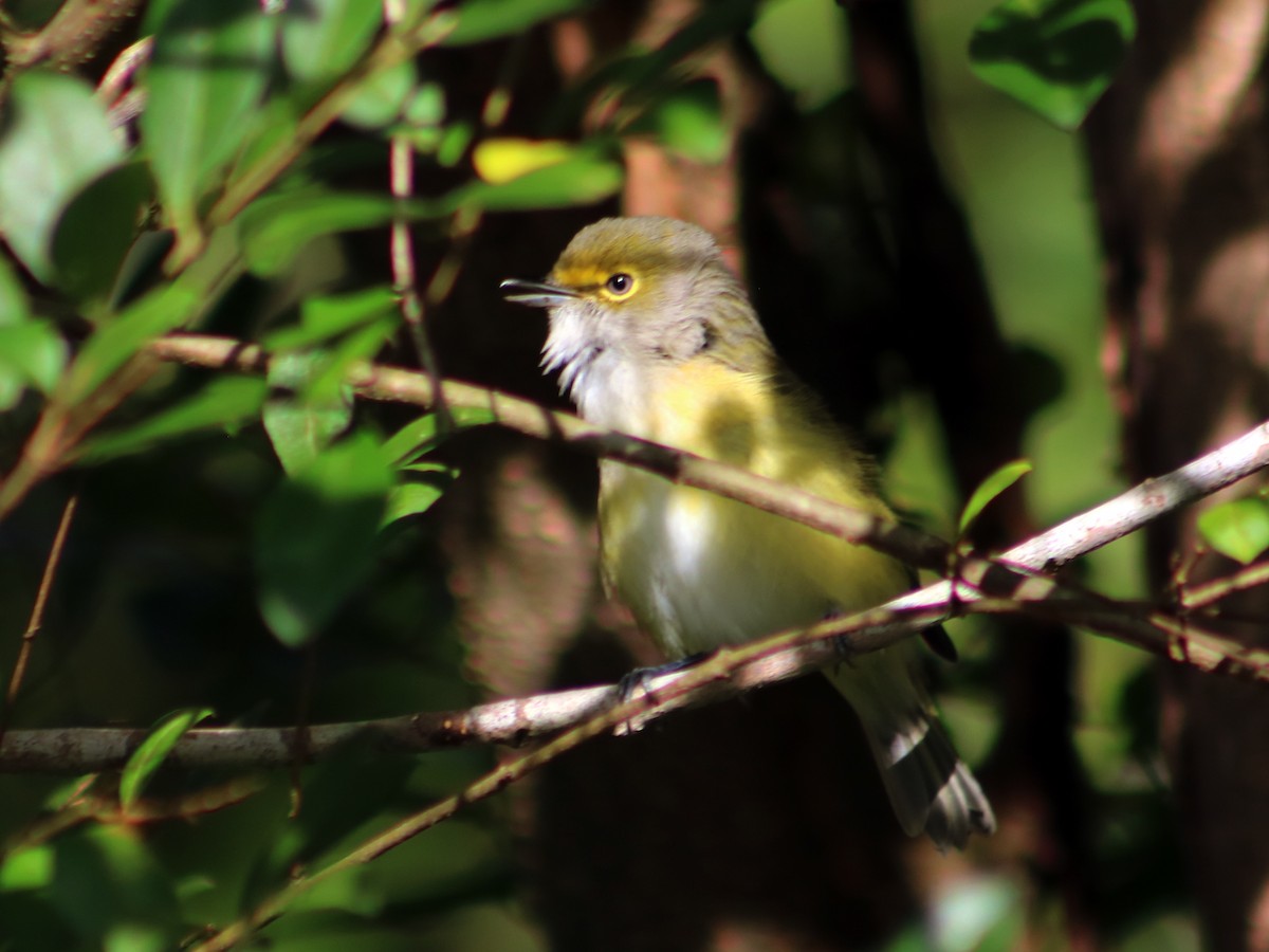 White-eyed Vireo - ML70350061