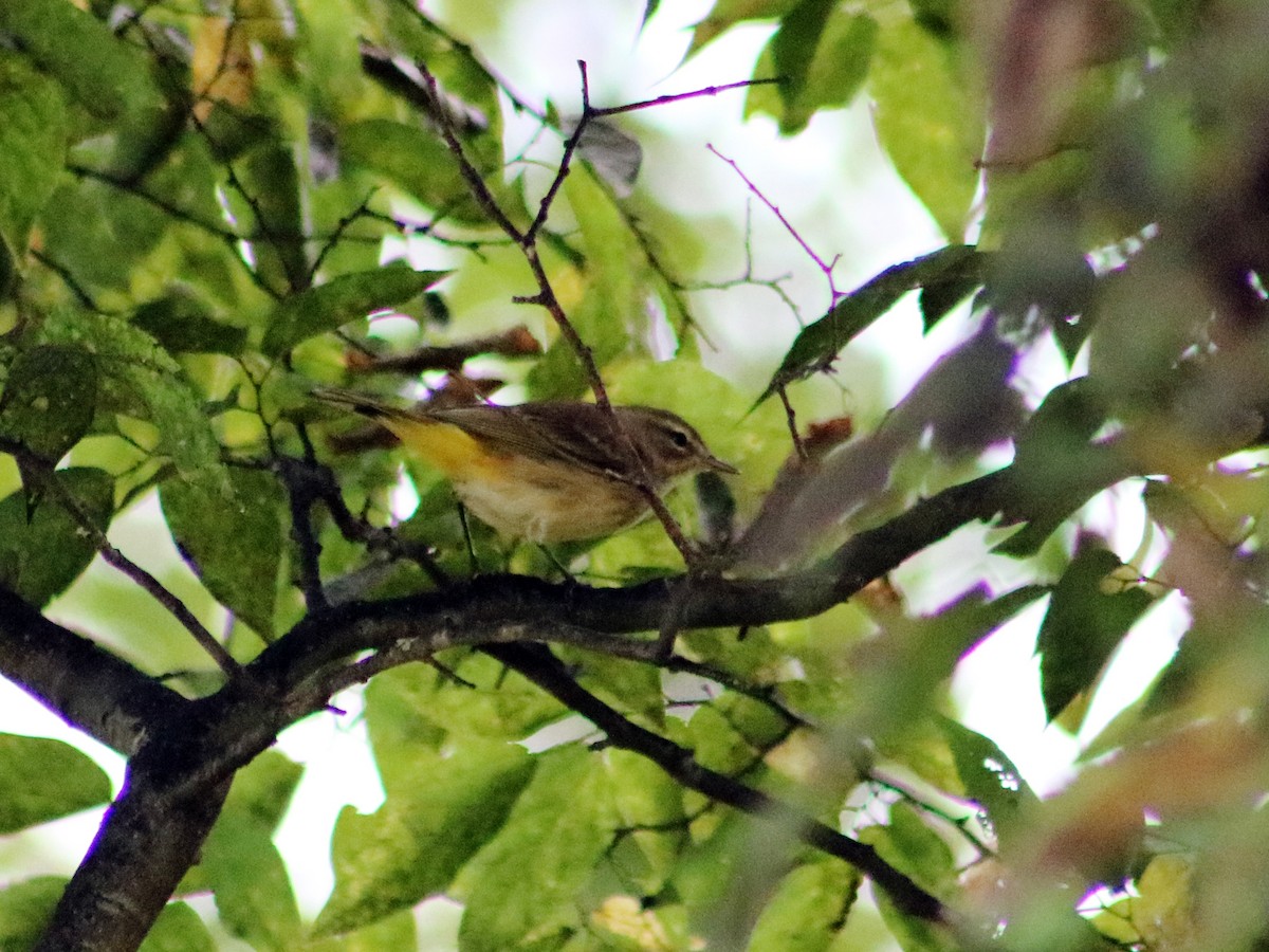 Palm Warbler - ML70350151