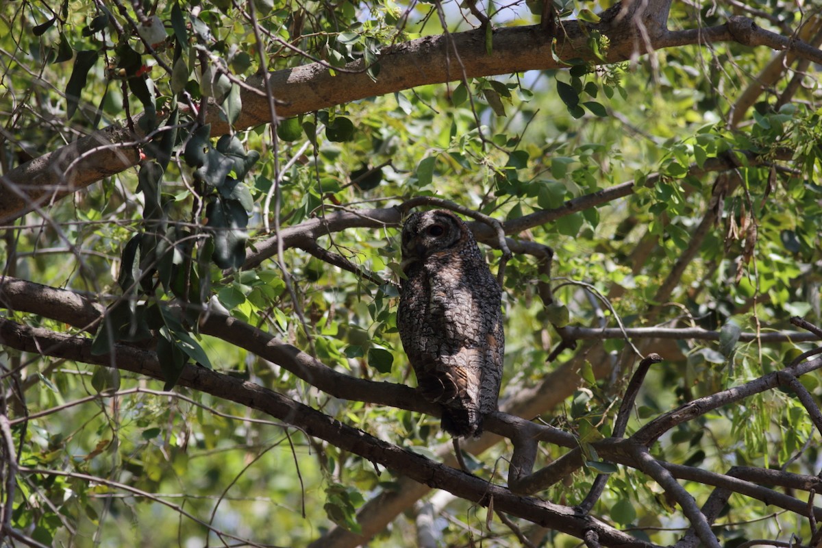 Mottled Wood-Owl - ML70351151