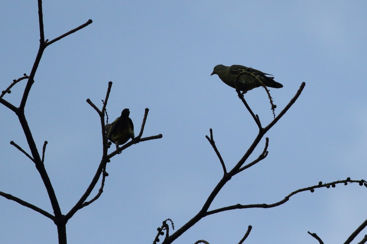 Gray-fronted Green-Pigeon - ML70351891