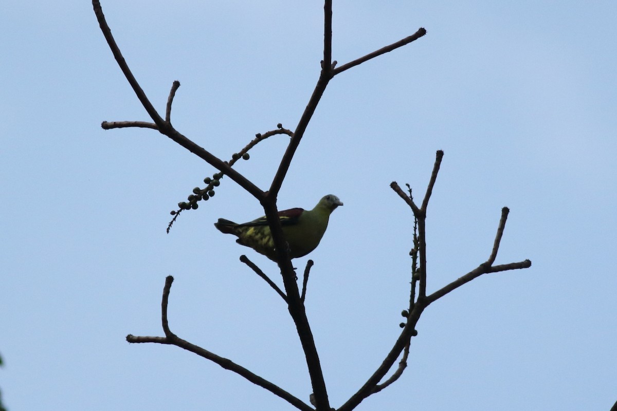 Gray-fronted Green-Pigeon - ML70351901