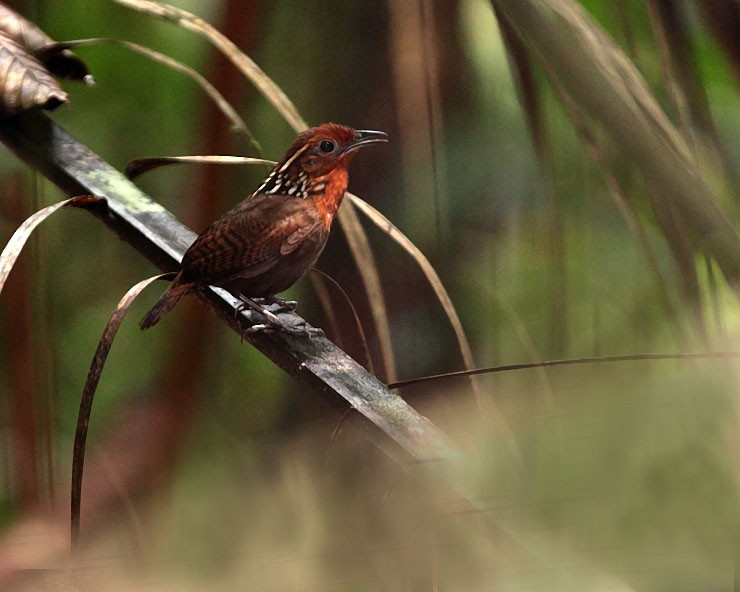 Musician Wren - ML703520