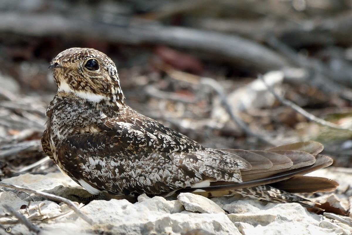 Common Nighthawk - ML70352661