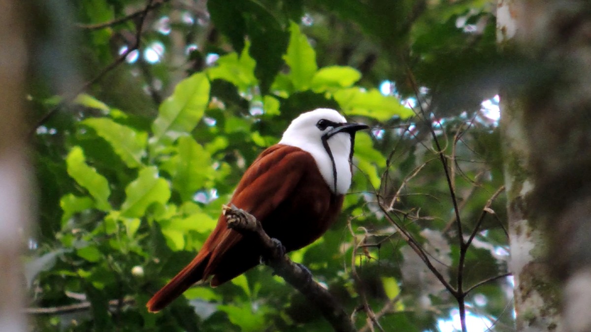 Three-wattled Bellbird - ML70353321