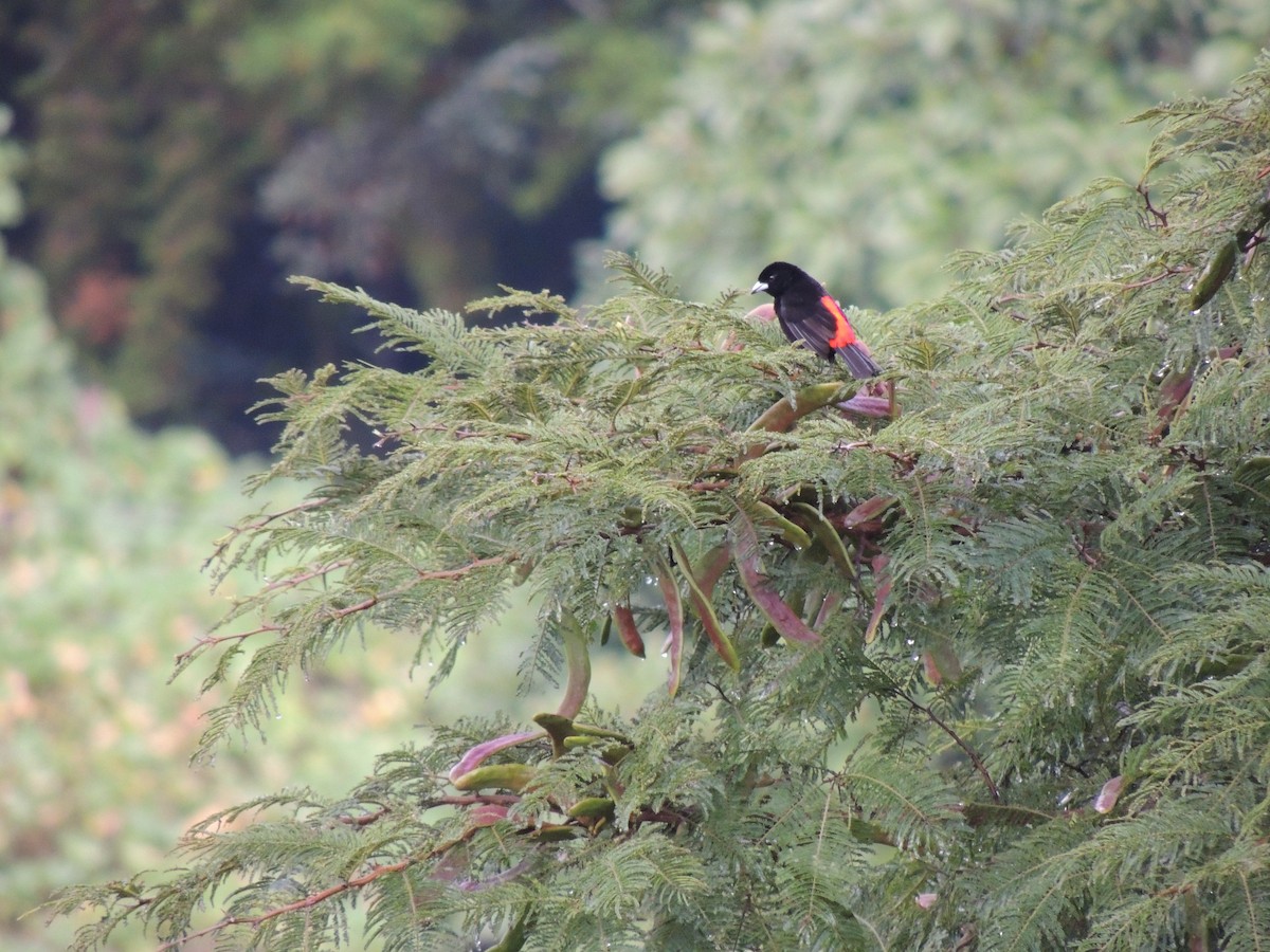 Scarlet-rumped Tanager (Passerini's) - ML70353501