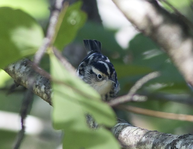 Black-and-white Warbler - ML70354581