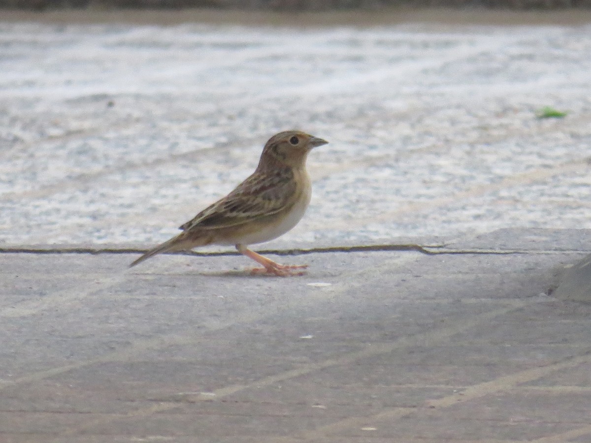 Grasshopper Sparrow - ML70354971