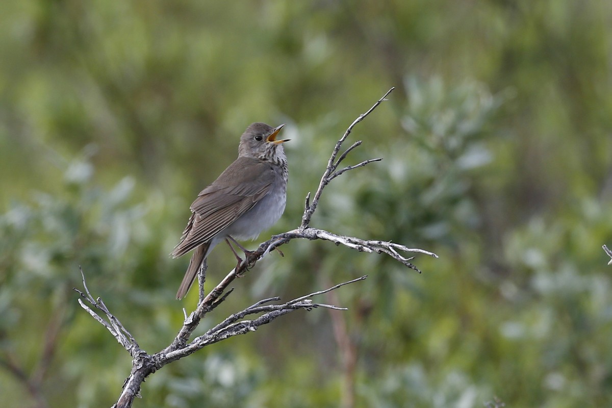 Gray-cheeked Thrush - ML70356421