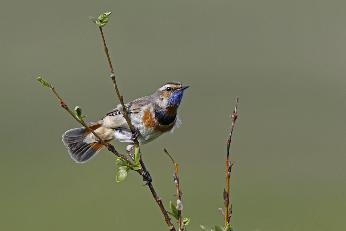 Bluethroat - ML70356971