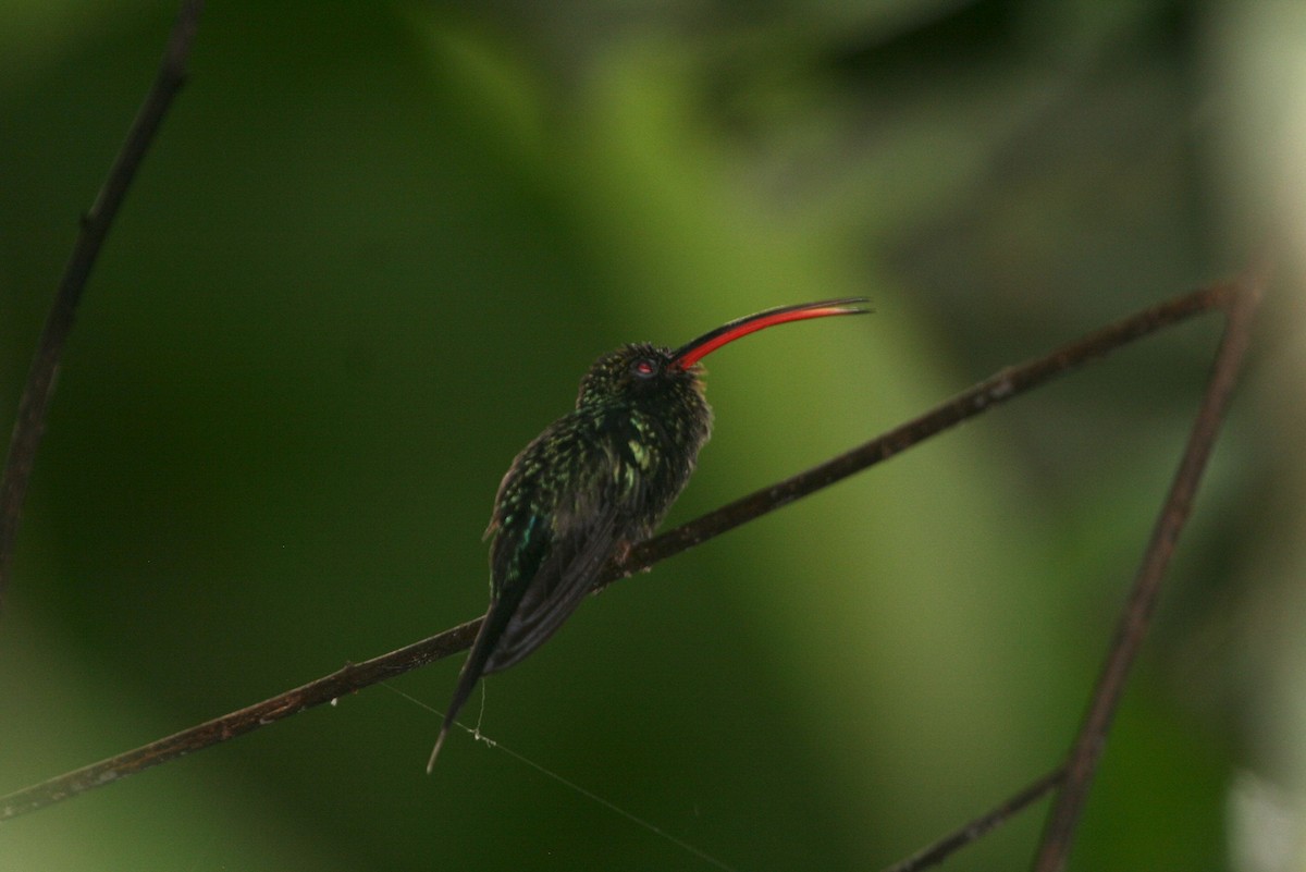 kolibřík šedobřichý - ML703598