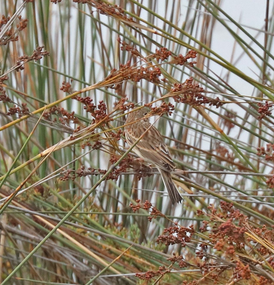 Vesper Sparrow - ML70359941