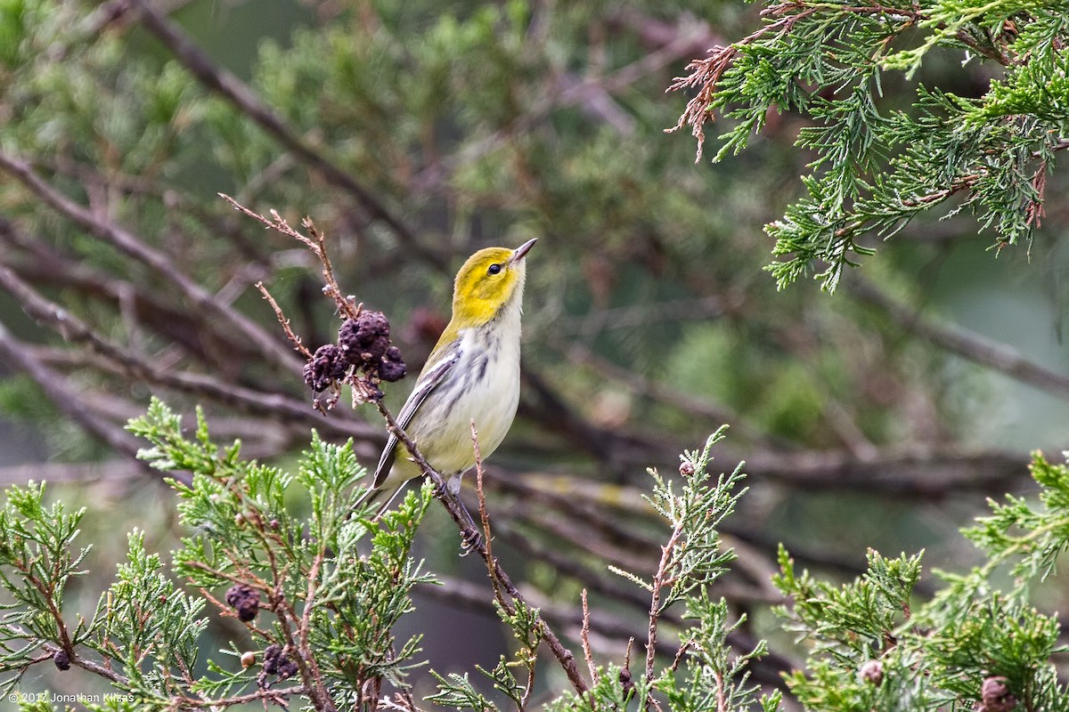 Black-throated Green Warbler - ML70360411