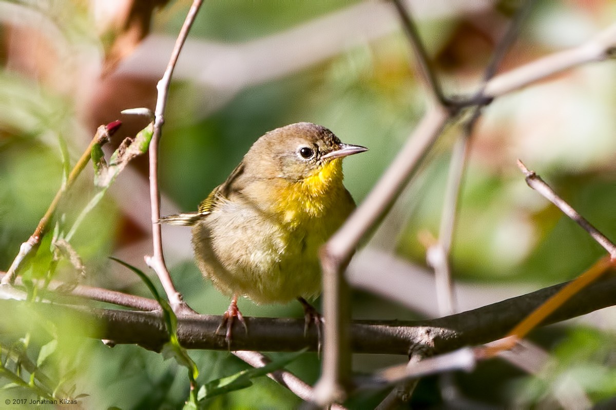 Mascarita Común - ML70360441