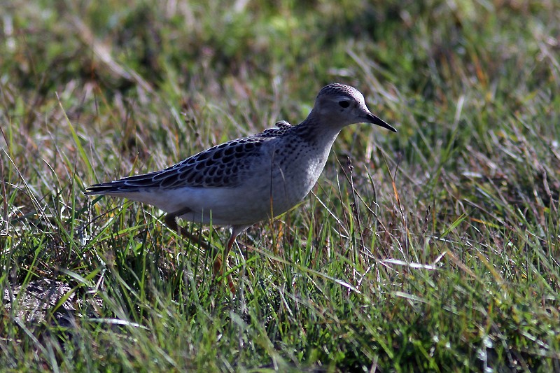 Buff-breasted Sandpiper - Staffan Rodebrand