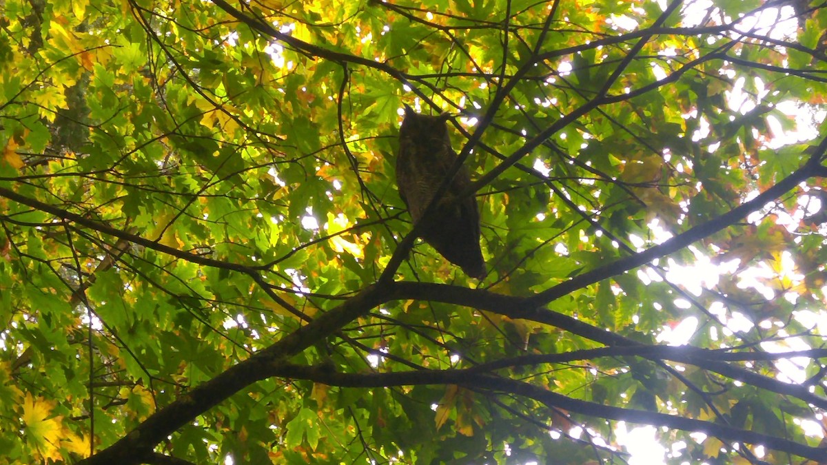 Great Horned Owl - ML70361011