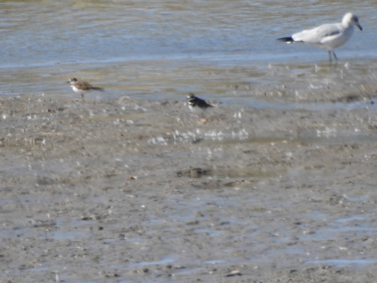 Killdeer - Tom Wuenschell