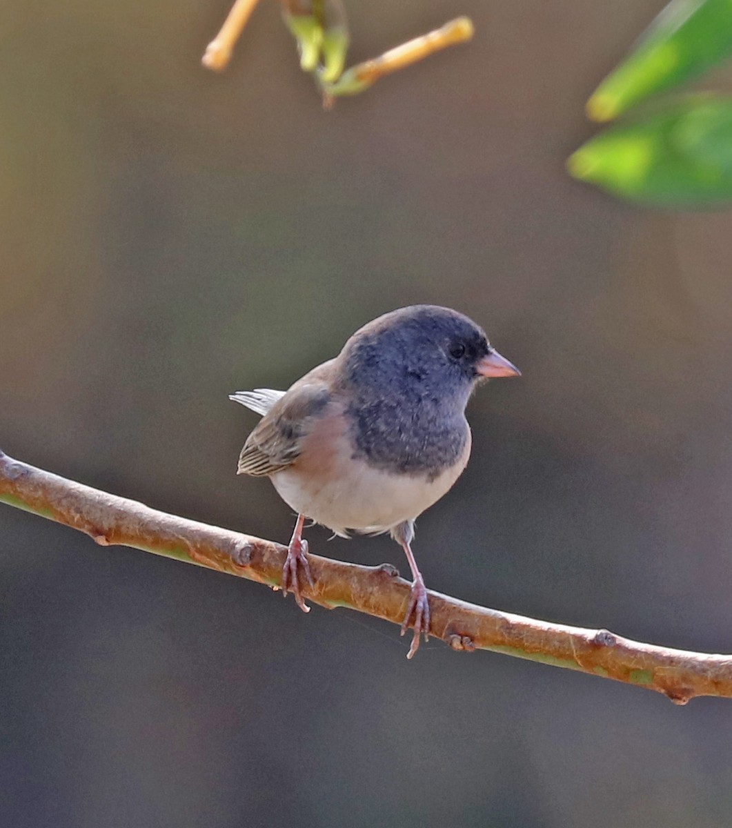 Dark-eyed Junco - John Bruin