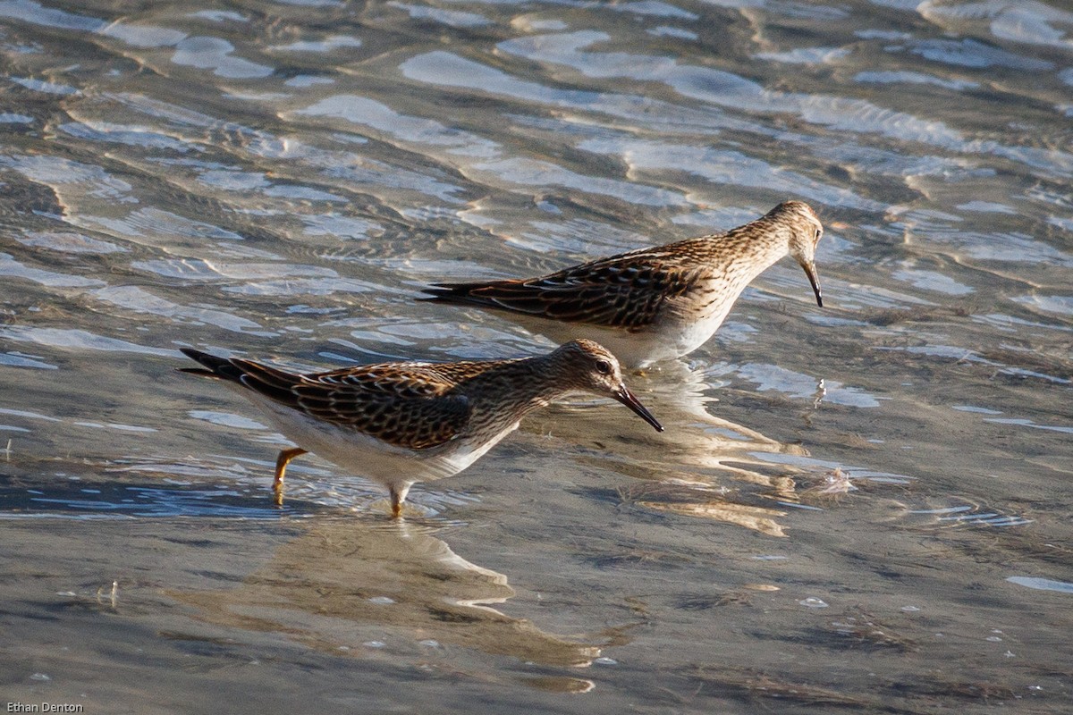 Pectoral Sandpiper - Ethan Denton