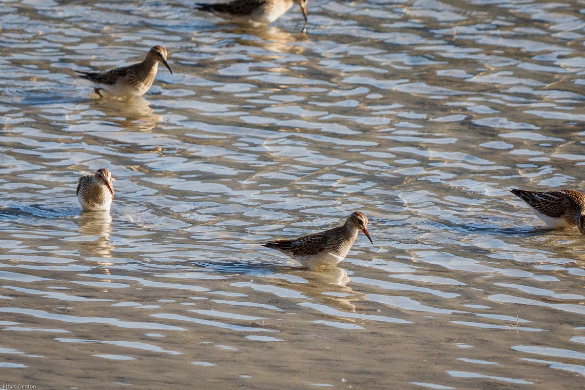 Pectoral Sandpiper - Ethan Denton