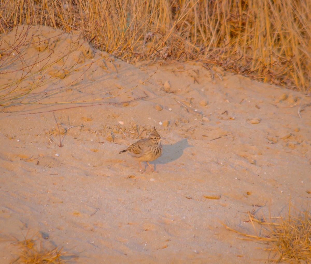 Crested Lark - Ricardo Vieira