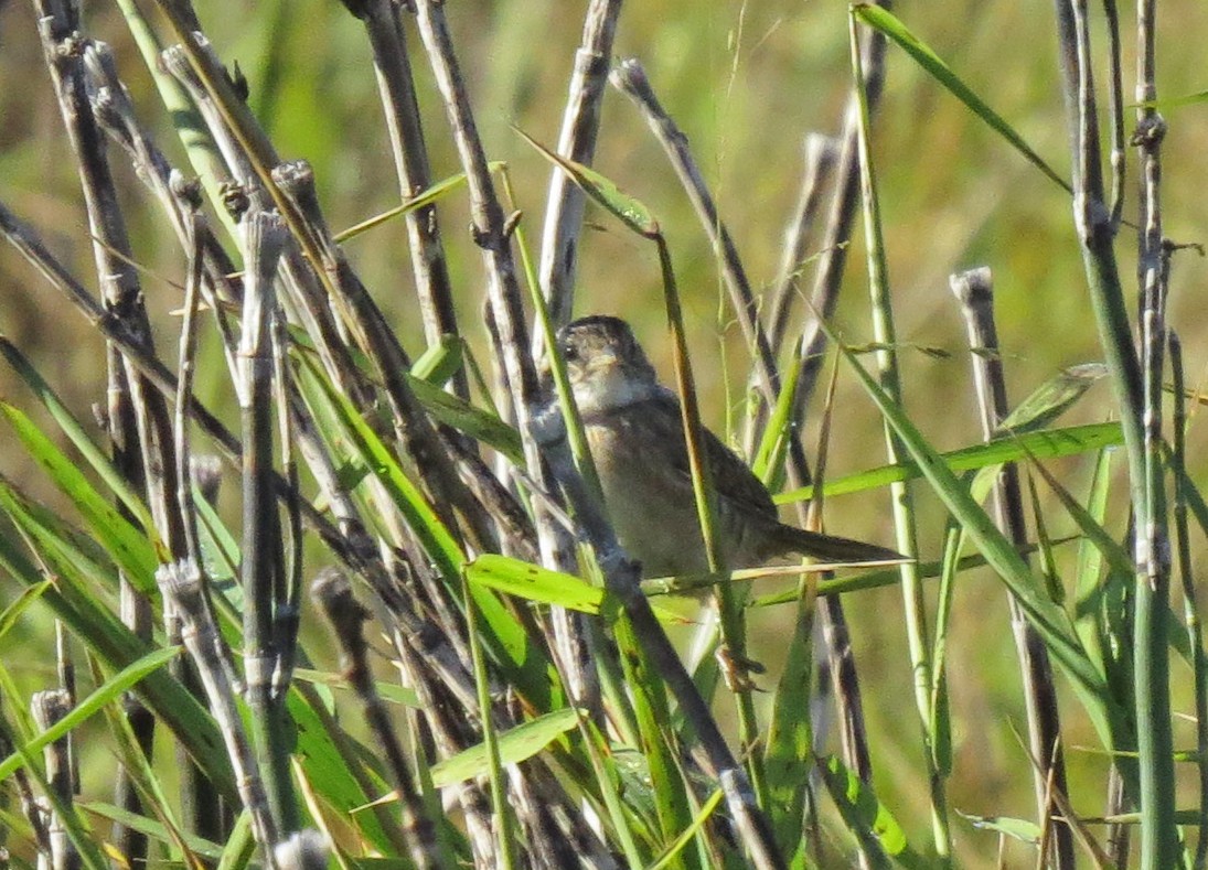 Sedge Wren - Don Gorney