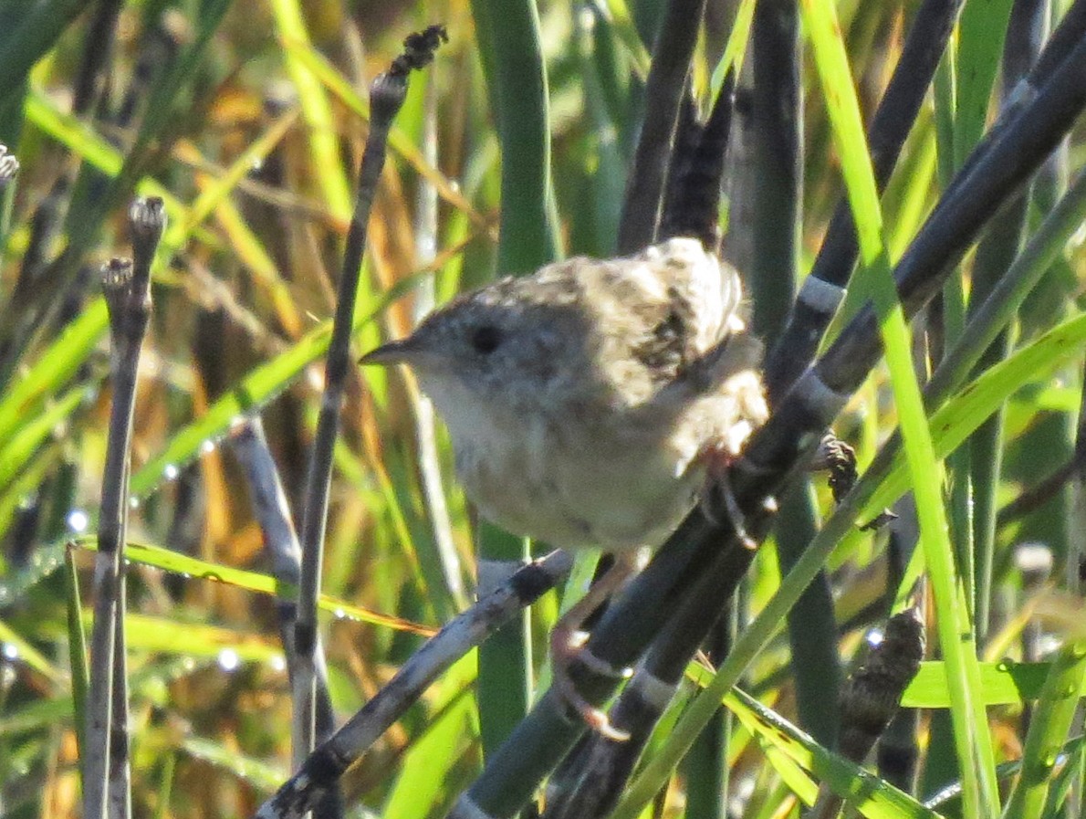 Sedge Wren - Don Gorney