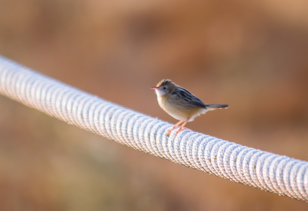 Zitting Cisticola - Ricardo Vieira