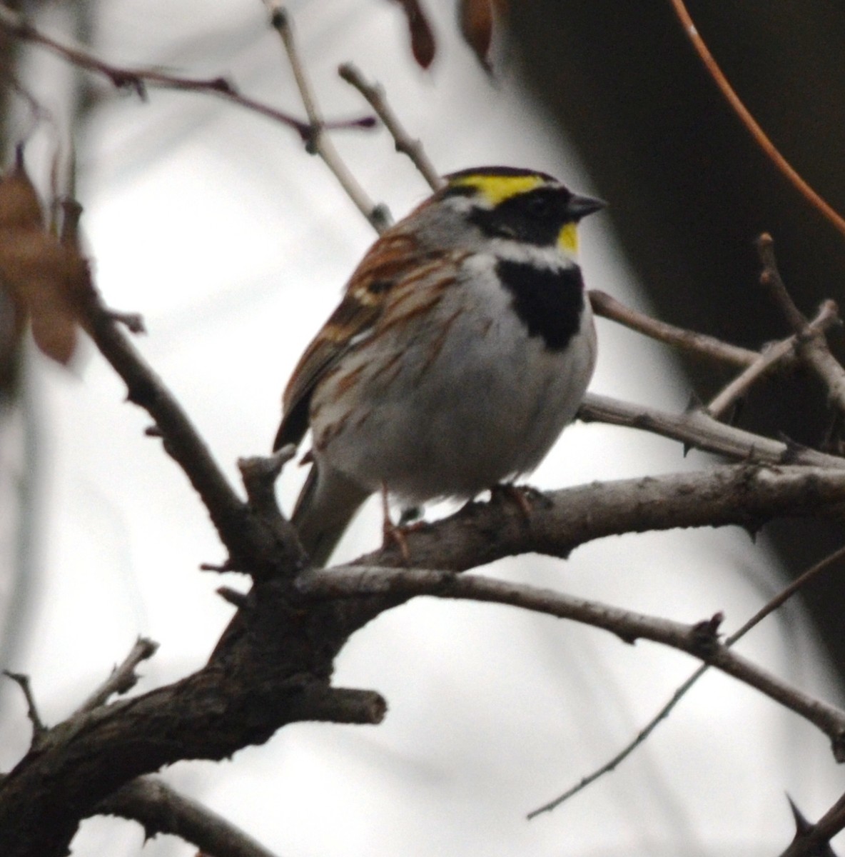 Yellow-throated Bunting - ML703666