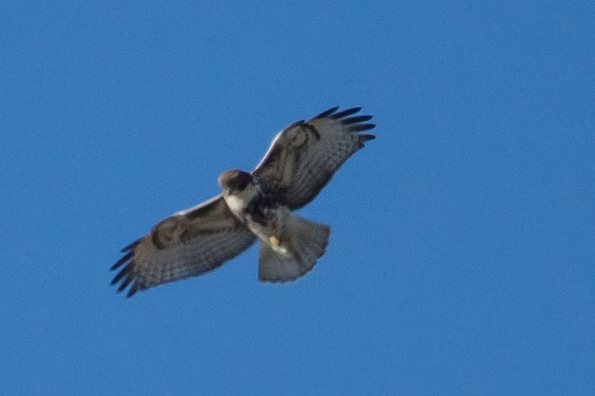 Red-tailed Hawk - ML70367641
