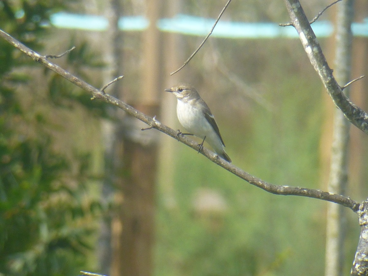 European Pied Flycatcher - ML70368141