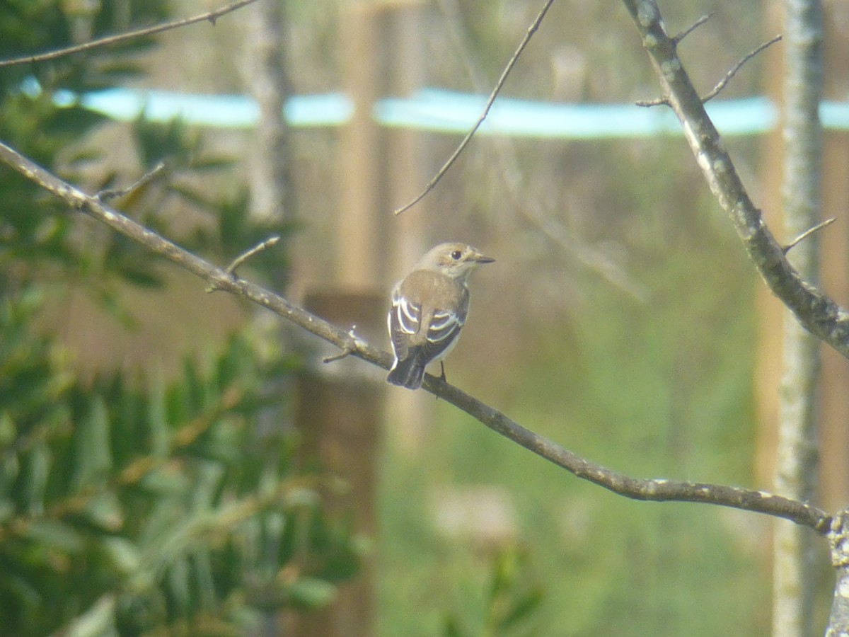 European Pied Flycatcher - ML70368151