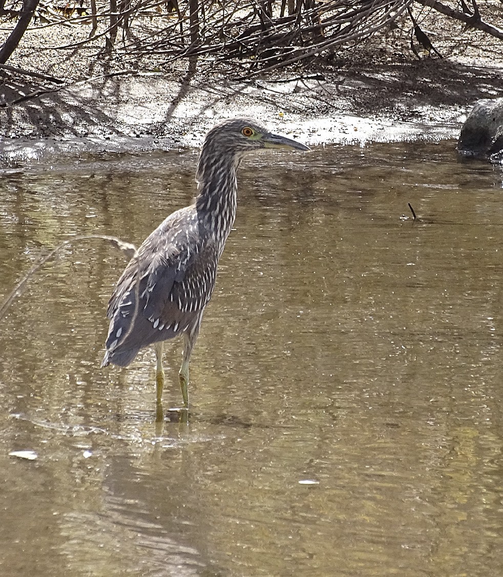 Black-crowned Night Heron - ML70368561