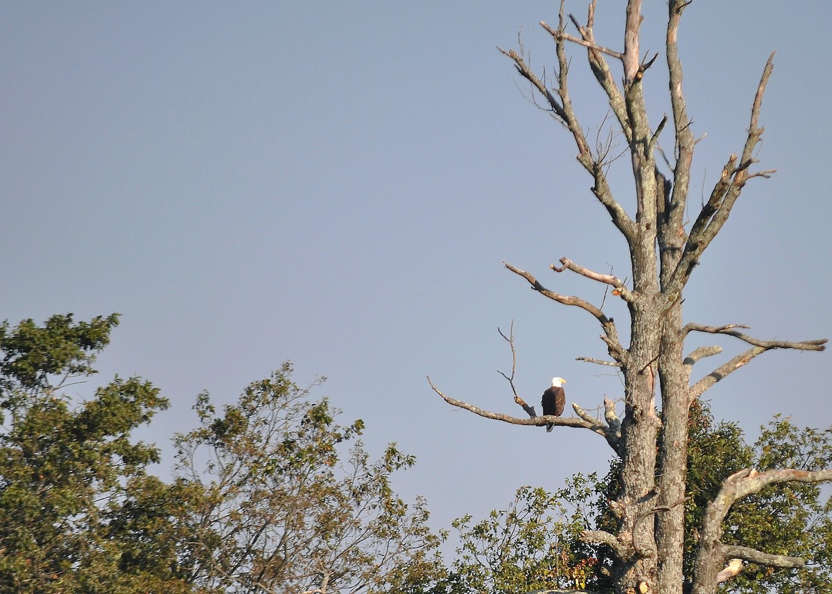 Bald Eagle - ML70370881