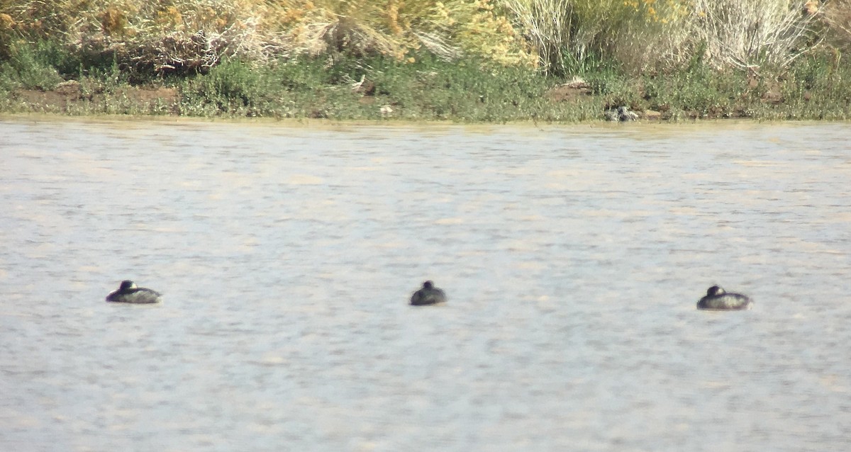 Халтар шунгуур - ML70371071